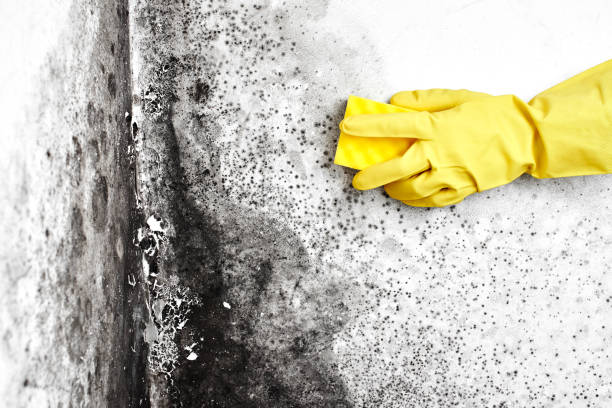 Best White Mold Remediation in Watkins Glen, NY