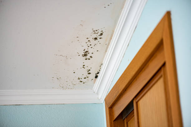 Best Crawl Space Mold Remediation in Watkins Glen, NY