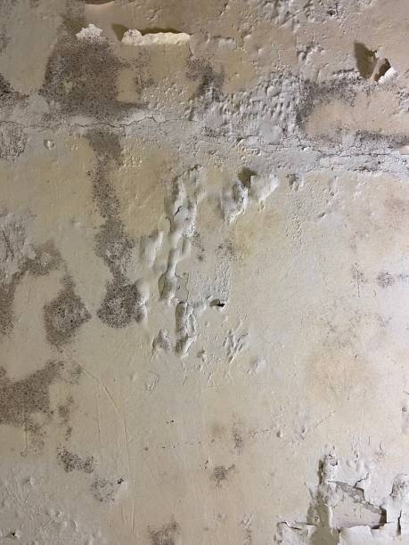 Best Post-Flood Mold Remediation in Watkins Glen, NY